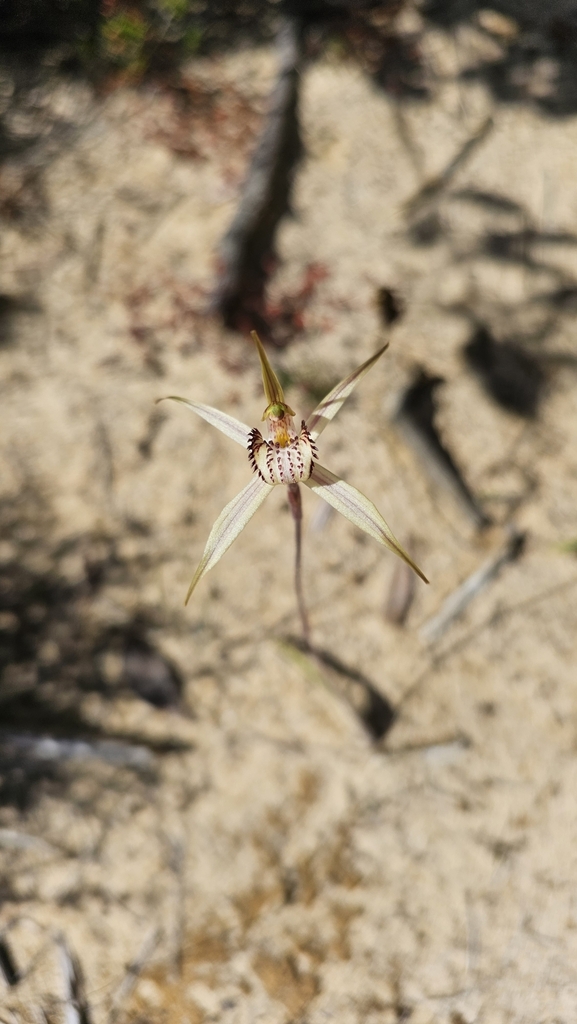 Caladenia valida