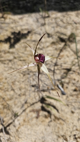 Robust spider orchid (Caladenia valida)