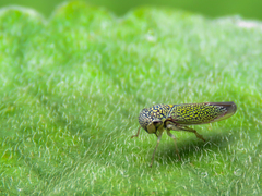 Macugonalia cavifrons