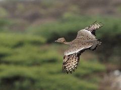Buff-Crested Bustard photo 3