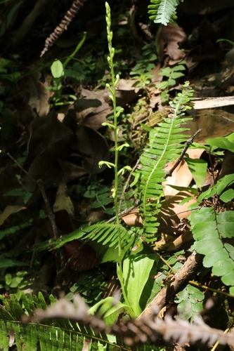 Peristylus calcaratus iNat (3)