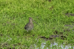 Gallinago paraguaiae
