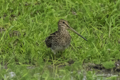 Gallinago paraguaiae