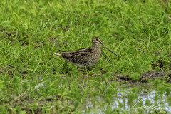 Gallinago paraguaiae