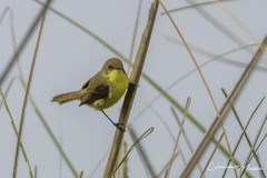 Pseudocolopteryx flaviventris