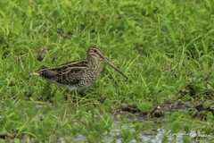 Gallinago paraguaiae