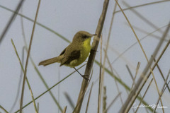 Pseudocolopteryx flaviventris