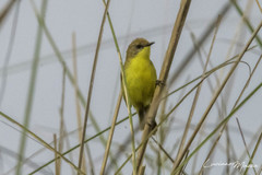 Pseudocolopteryx flaviventris