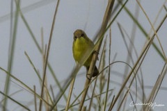 Pseudocolopteryx flaviventris