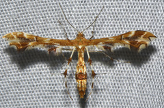 Geina periscelidactylus