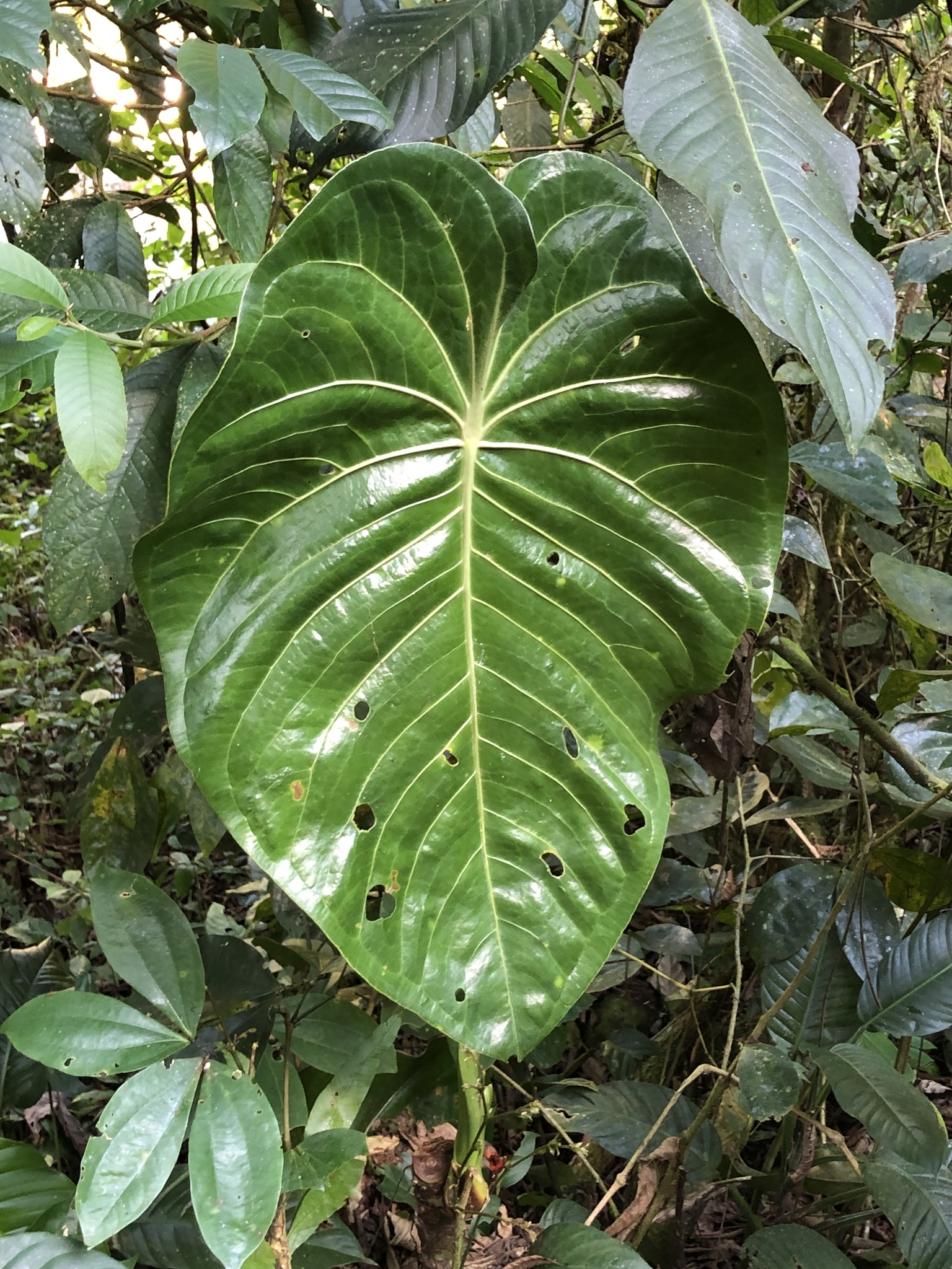 Anthurium peltatum Poepp.