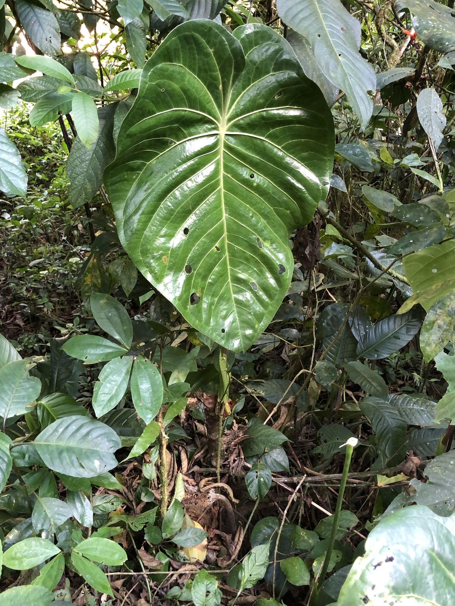 Anthurium peltatum Poepp. 2