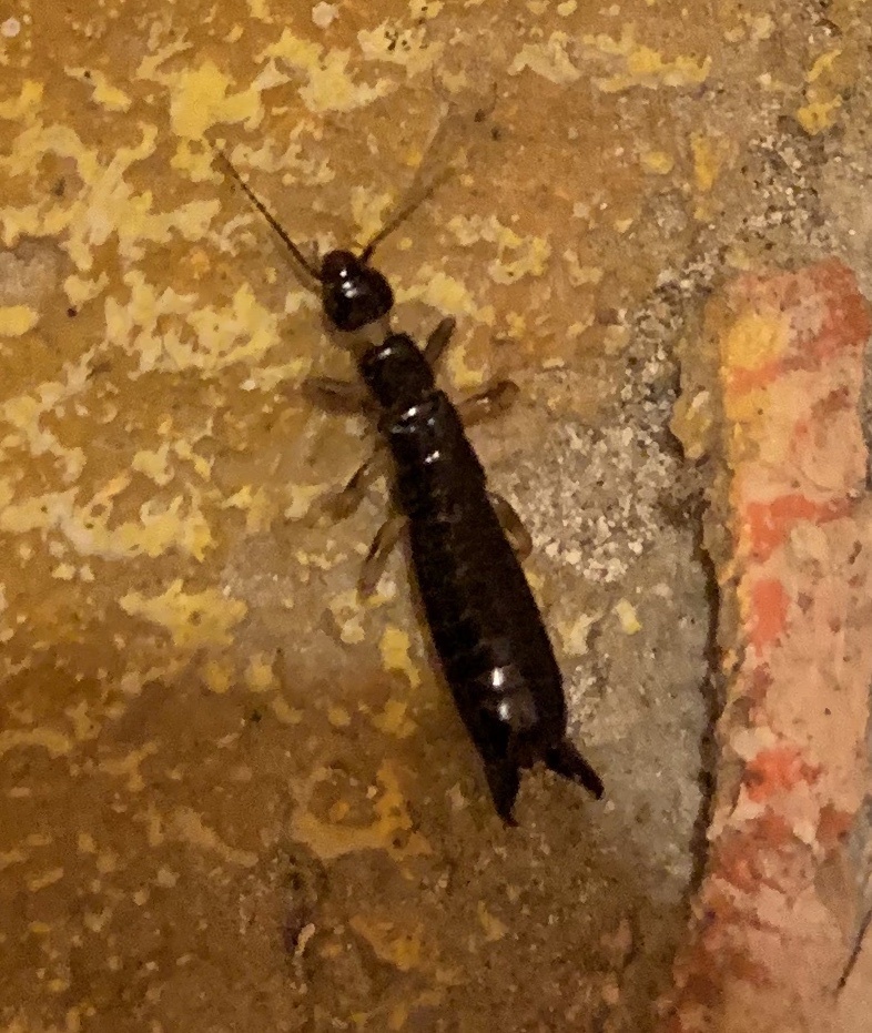 Euborellia caraibea
