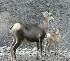 Ovis dalli stonei