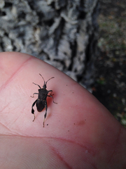 Leptoglossus brevirostris