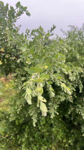 Guiera senegalensis