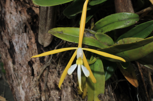 Epidendrum buenaventurae F.Lehm. & Kraenzl.