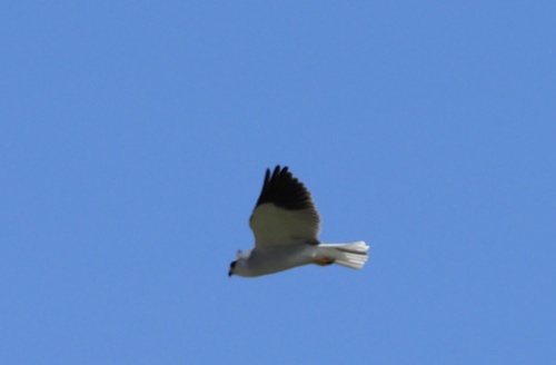 Black-winged Kite