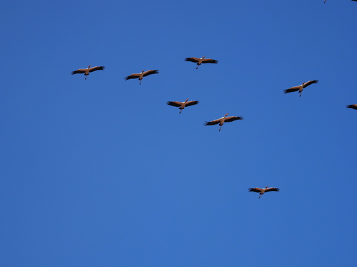 Yellow-billed Stork