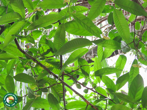 Wild sugar apple (Annona mucosa)