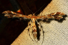 Geina periscelidactylus