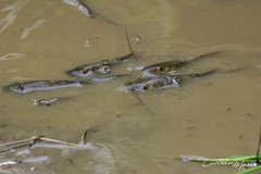 Pimelodus maculatus