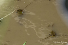 Pimelodus maculatus