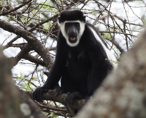 Mantled Guereza, South Omo, Äthiopien, photo 8 of 10