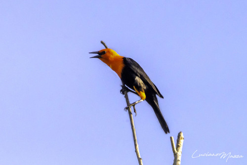 Scarlet-headed Blackbird
