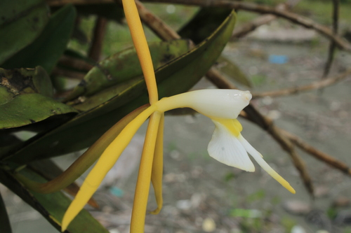 Epidendrum buenaventurae F.Lehm. & Kraenzl. 2