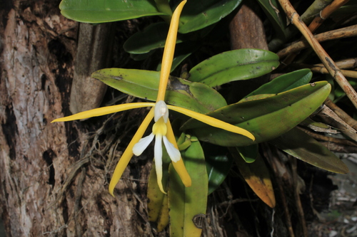 Epidendrum buenaventurae F.Lehm. & Kraenzl. 3