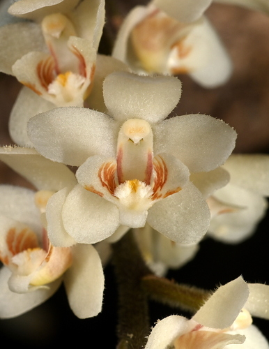 Chiloschista exuperei