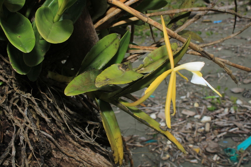 Epidendrum buenaventurae F.Lehm. & Kraenzl. 4