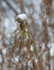 Rhopalomyia capitata