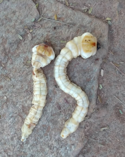Ceiba Borer