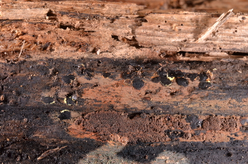 Mycocecis ovalis