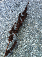 Rumex crispus fauriei