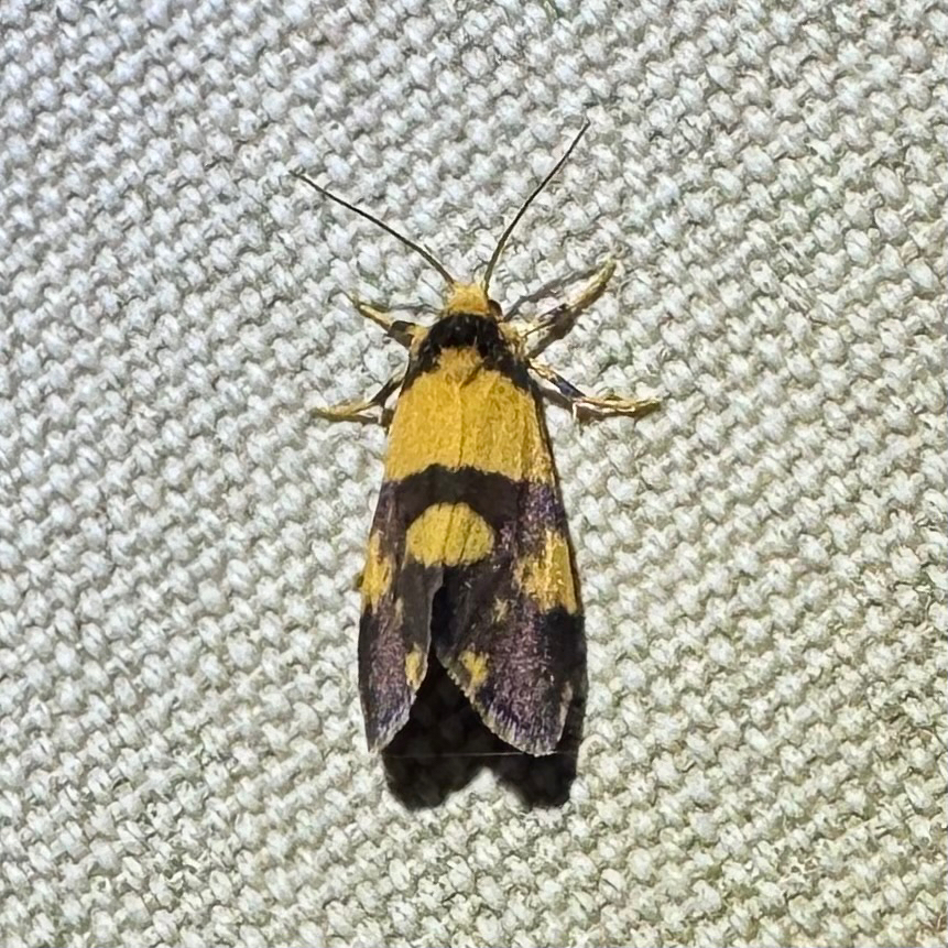 Philenora placochrysa