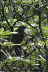 Trochalopteron affine