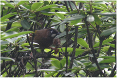 Trochalopteron affine