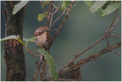 Pterorhinus lanceolatus