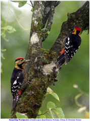 Dendrocopos darjellensis