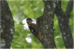 Dendrocopos darjellensis