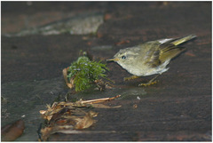 Phylloscopus coronatus