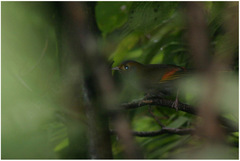 Liocichla omeiensis