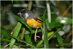 Lioparus chrysotis