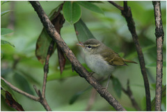Phylloscopus trochiloides