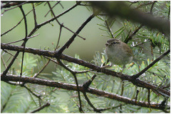 Phylloscopus magnirostris