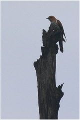 Cuculus poliocephalus