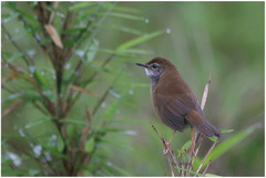 Locustella thoracica